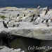 puffin_atlantic_msi_h_1947_can1064.jpg